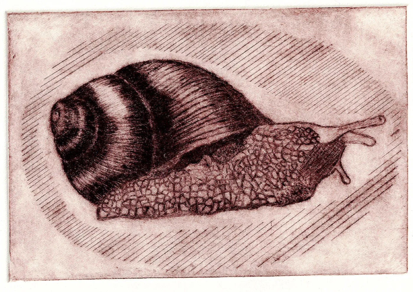 Grabado en tinta sepia de un caracol de perfil, con la concha a franjas y el cuerpo texturado, sobre un fondo de líneas diagonales.